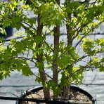 Ambrovník styraxový (Liquidambar styraciflua) - výška 280-300 cm, kont. C70L - VIACKMENNÝ